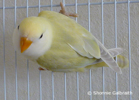 Pet Lovebird Socialization