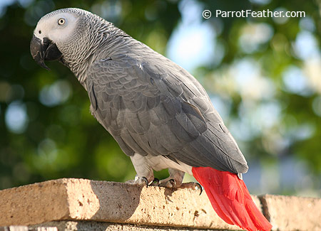 african grey parrot types