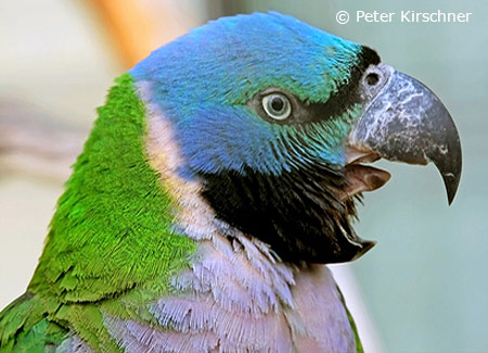 FemaleDerbyanParakeet