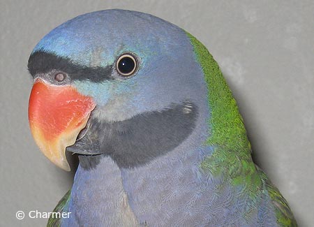 MaleDerbyanParakeet