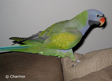 Derbyan Parakeet Diet