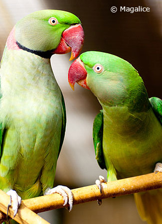 breeding alexandrine parrots