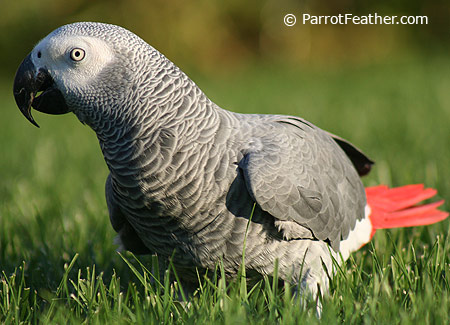 African Grey Growth Chart