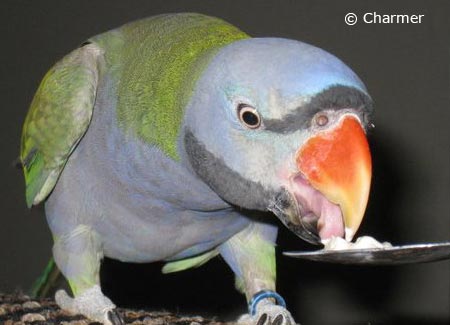 Derbyan Parakeet Diet