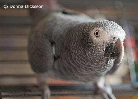 African Grey Parrot Baby Diet