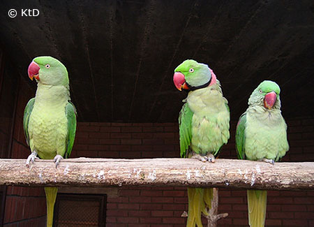 alexandrine parrot mutations