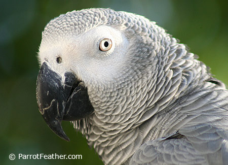 African Grey Growth Chart