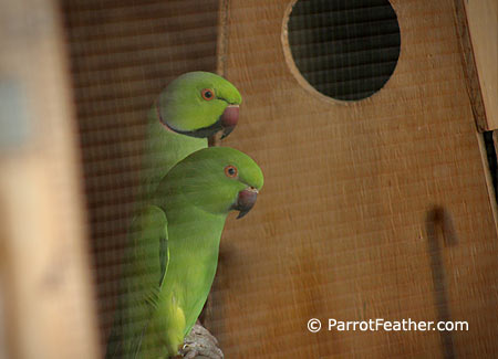 african-ringneck-pair-breeding