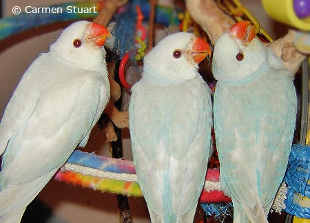 Indian Ringneck Colour Chart