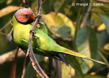 blossom-headed-parakeet