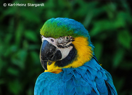 blue-and-gold-macaw