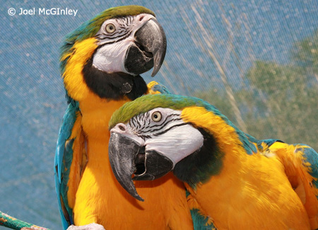 blue-and-gold-macaw