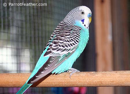 blue budgerigar