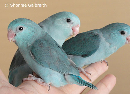 Parrotlet Mutation Chart