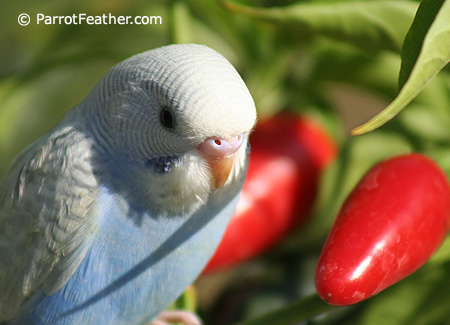 Budgerigar diet outlet