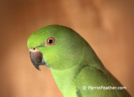 female-african-ringneck