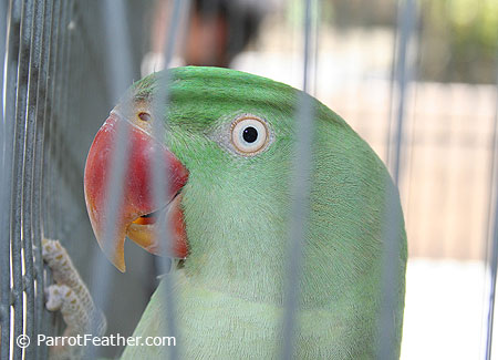 alexandrine parrot baby feeding