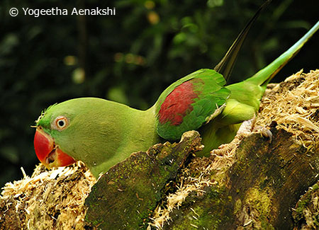 alexandrine parrot baby feeding