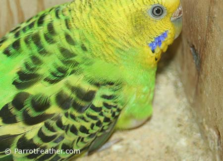 female-parakeet-on-eggs