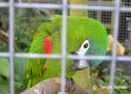 hahns-macaw-close-up