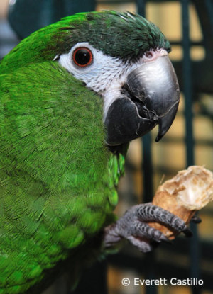 Hahn's Macaws / Red Shouldered Macaw | ParrotFeather.com - Quiet Cages For Hahns Macaw