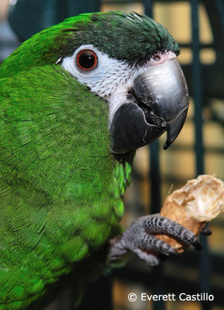 hahns-macaw-eating-peanut