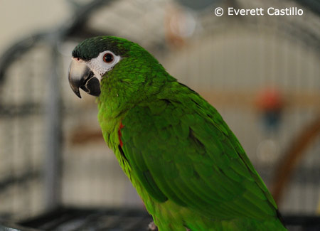 hahns-macaw-on-cage