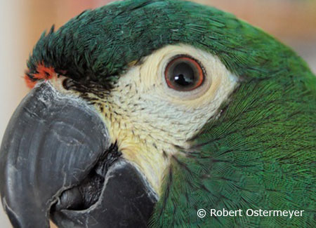 illigers-macaw-close-up