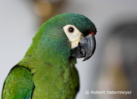 Smaller macaw store