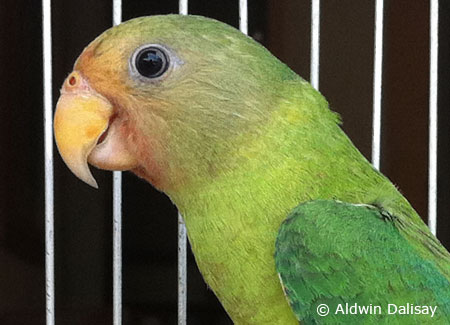 juvenile-plum-headedparakeet