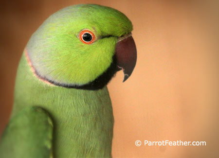 male-african-ringneck