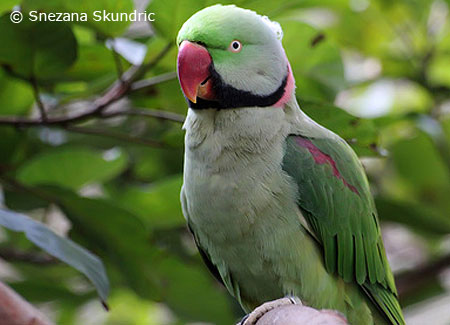 male_Alexandrine_parakeet_in_trees