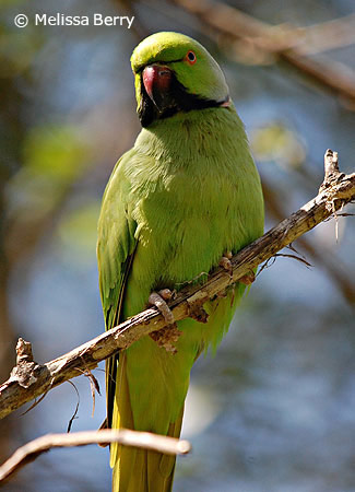 maleafricanringneck_1