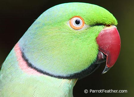 indian ring neck green