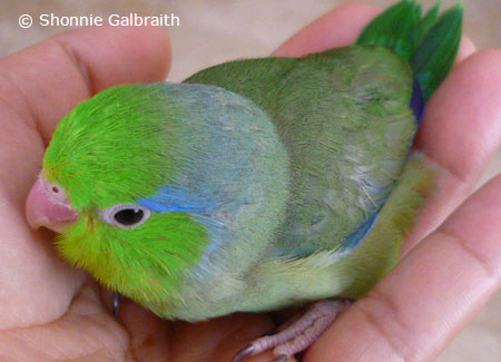 male-green-parrotlet