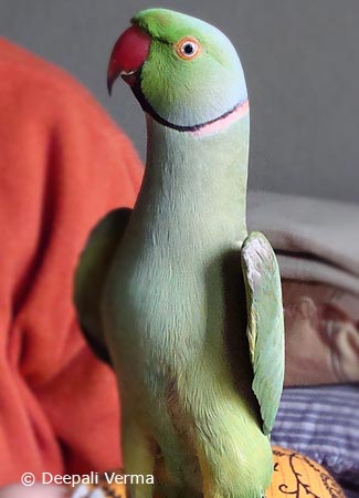 maleroseringedparakeet