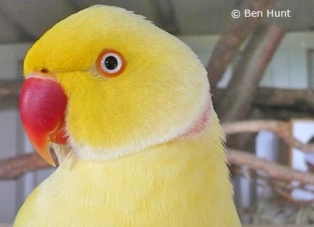 Indian Ringneck Colour Chart