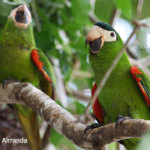 noble-macaw