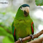 noble-macaw-in-tree