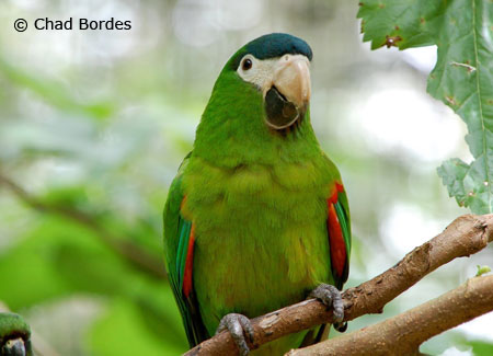 noble-macaw-in-tree