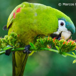 noble-macaw-in-wild