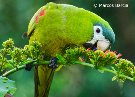 noble-macaw-in-wild