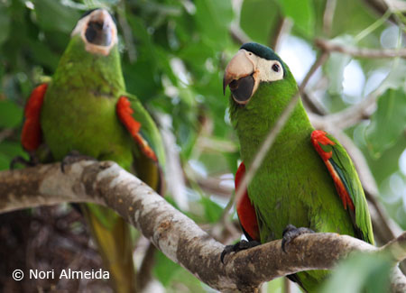 noble-macaw