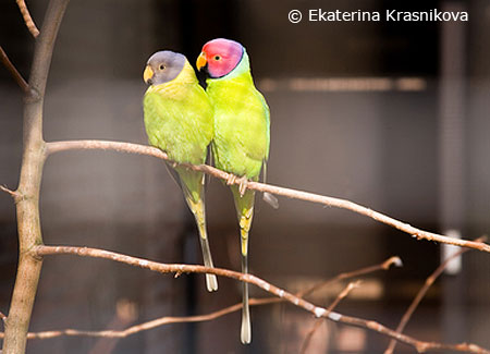 pair-plum-headed-parakeets