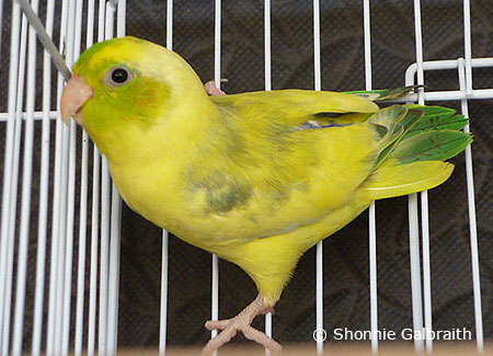 parrotletcage