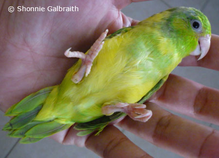 tame-parrotlet