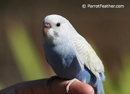 sick budgie