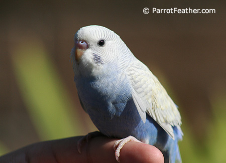 Why does my budgie grind his beak?