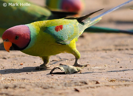 plum-headedparakeets