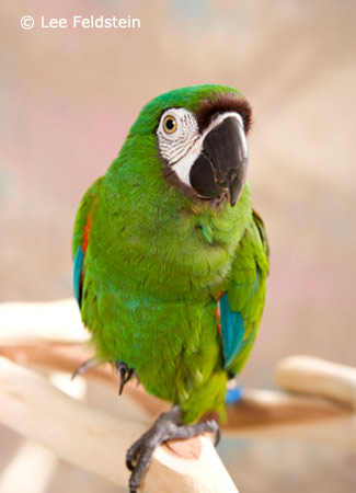 severe-macaw-on-perch